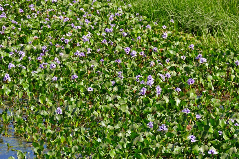Flowering habit Eichhornia azurea (anchored water hyacinth); flowering habit. Campo Grande, Transpantaneira, Poconé, Mato Grosso, Brazil. June 2016.