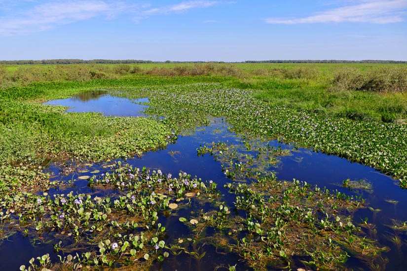 Habit Eichhornia azurea (anchored water hyacinth); habit. Campo Grande, Transpantaneira, Poconé, Mato Grosso, Brazil. June 2016.