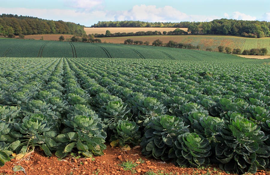 Field crop Brassica oleracea var. gemmifera (Brussels sprouts); field crop growing near Taddington, Gloucester. October 2014.