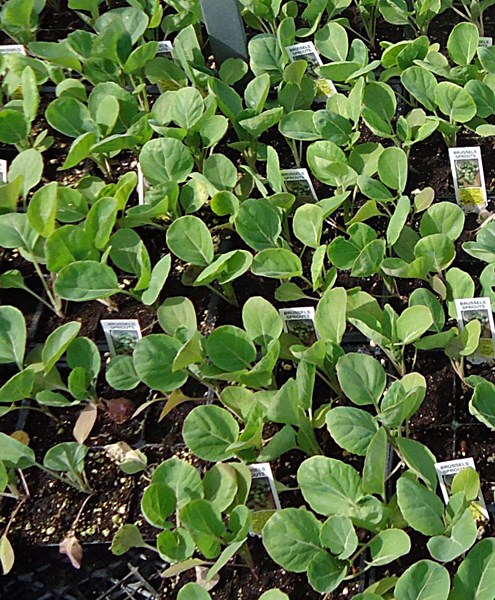 Potted seedlings Brassica oleracea var. gemmifera (Brussels sprouts); potted seedlings, in a nursery. Cranford, New Jersey, USA. April 2012.