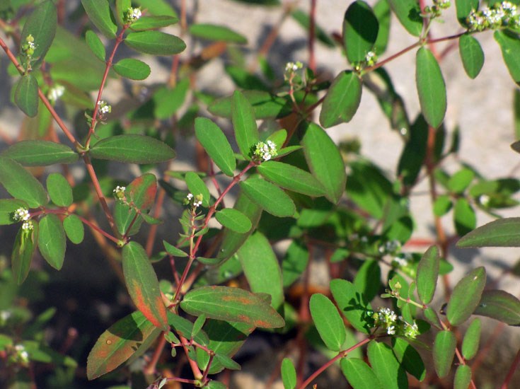 Habit Euphorbia hypericifolia (graceful spurge); habit. Mangrove Nature Park, Boynton Beach, Florida, USA. September 2009.