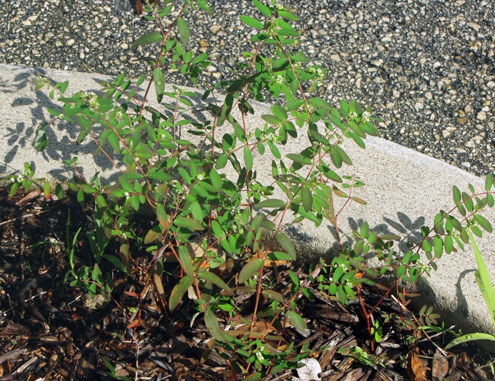 Habit Euphorbia hypericifolia (graceful spurge); habit. Mangrove Nature Park, Boynton Beach, Florida, USA. September 2009.