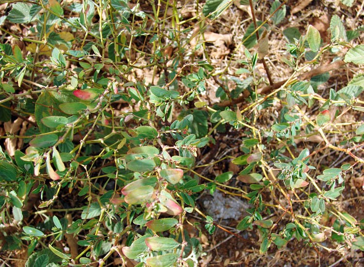 Habit Euphorbia hypericifolia (graceful spurge); mature habit. Piilani Villages Shopping Center, Kihei, Maui, Hawaii, USA. January 2007.