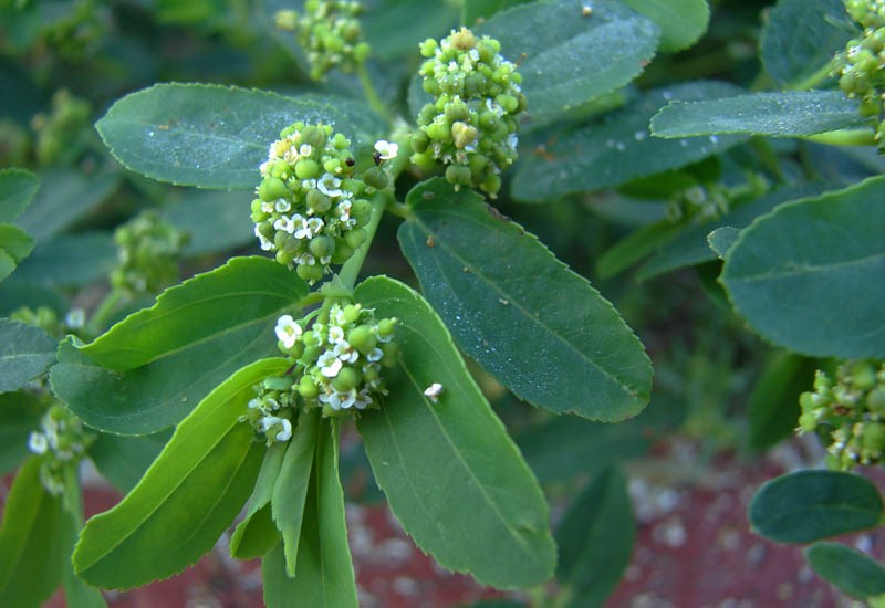 Flowers, fruits and leaves Euphorbia hypericifolia (graceful spurge); close-up of flowers, fruits and leaves. Commodore Avenue, Sand Island, Midway Atoll, Hawaii, USA. June 2008.