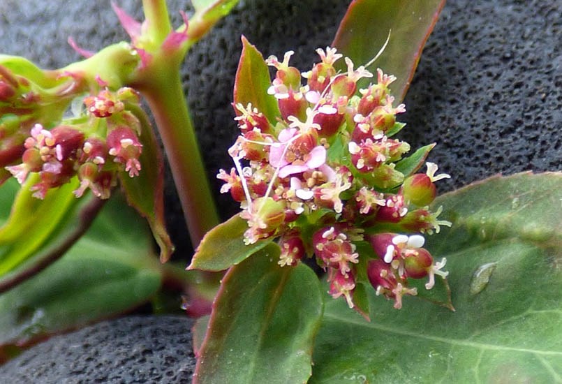 Flowers and fruits Euphorbia hypericifolia (graceful spurge); close-up of flowers and fruits Nr Ave Maria, Sand Island, Midway Atoll, Hawaii, USA. March 2015.