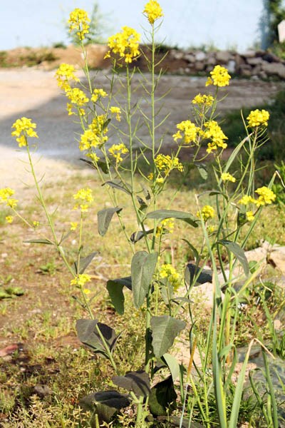 Habit Brassica juncea var. juncea (Indian mustard); habit, showing foliage and flowers. India. May 2009.
