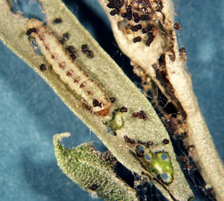 Larva Larva of P. oleae feeding on olive leaves.