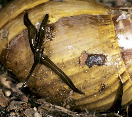 Adults Platydemus manokwari (New guinea flatworm); on an empty shell of the giant African snail, Lissachatina fulica.