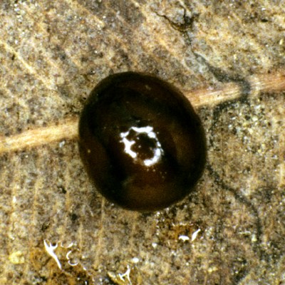 Cocoon Platydemus manokwari (New guinea flatworm); translucent cocoon, with young about to hatch.