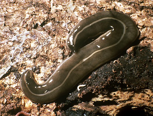 Adult Platydemus manokwari (New guinea flatworm); adult, dorsal aspect.