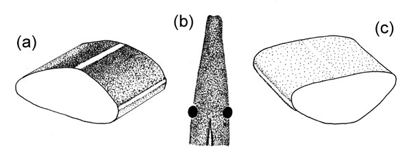 Line drawing; various aspects Platydemus manokwari (New guinea flatworm); (a) dorsolateral aspect showing typical pattern of markings; (b) anterior end showing eyes; (c) ventrolateral aspect showing typical pattern of markings. (Drawings not to scale.)