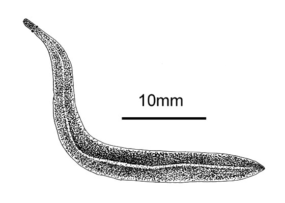 Line drawing of adult Platydemus manokwari (New guinea flatworm); whole specimen, dorsal aspect.