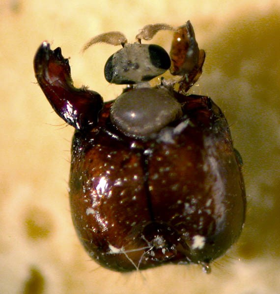 Natural enemy Solenopsis invicta (red imported fire ant); natural enemy. A phorid fly (Diptera; Phoridae) emerges from the head of a red imported fire ant that has been parasitized and killed.