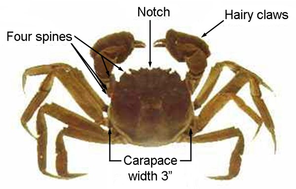 Adult Eriocheir sinensis (Chinese mitten crab); adult, hairy claws with white tips, normally equal in size.