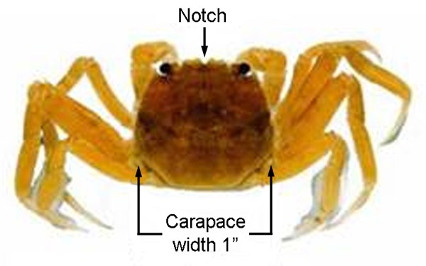 Juvenile Eriocheir sinensis (Chinese mitten crab); juvenile, note light brown colouration.