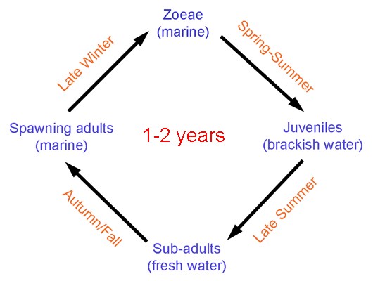 Life history Eriocheir sinensis (Chinese mitten crab); life history.