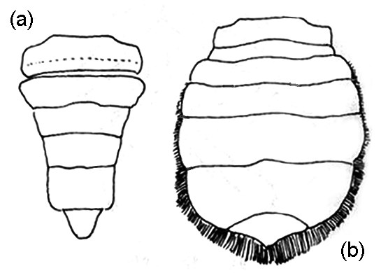 Male and female crab abdomens Eriocheir sinensis (Chinese mitten crab); different abdomen of male (a) and female crab (b). The male crab has an apron that is shaped like an inverted "T". An adult female's apron is broad and rounded.