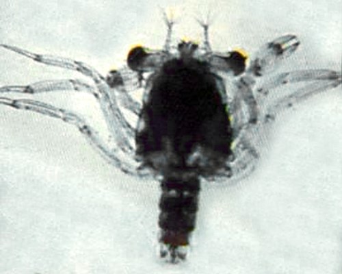 Larva Eriocheir sinensis (Chinese mitten crab); big-eye larva.