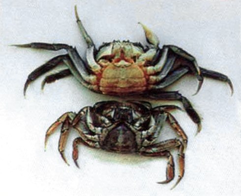Mature and pre-mature female crabs Eriocheir sinensis (Chinese mitten crab); shape of mature and pre-mature female crab. An adult female's apron is broad and rounded while that of an immature female is more triangular.