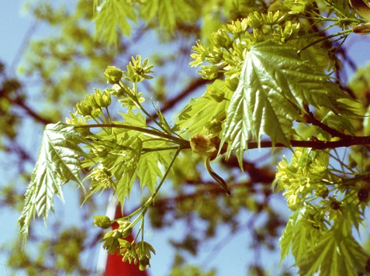 Inflorescences