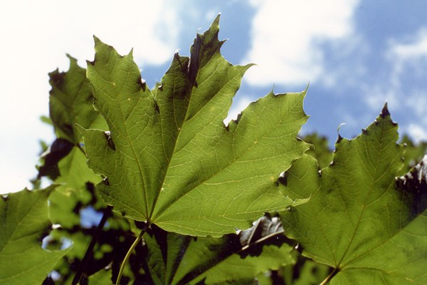 Foliage