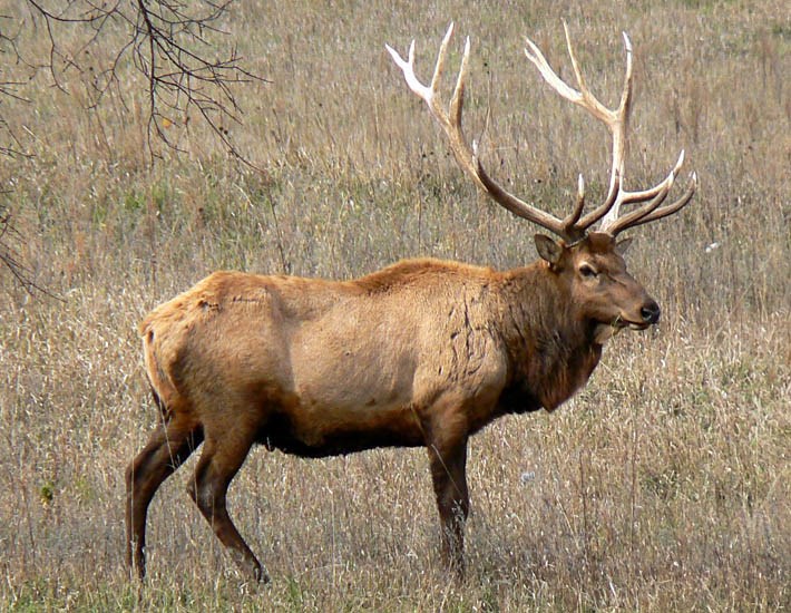 Bull Cervus canadensis (wapiti); bull in tall grass prairie. Nebraska, USA. October 2009.