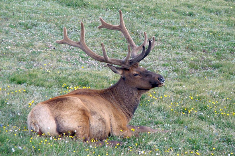Bull Cervus canadensis (wapiti); bull in velvet. Trail Ridge, Rocky Mountains National Park, northern Colorado, USA. July 2009.