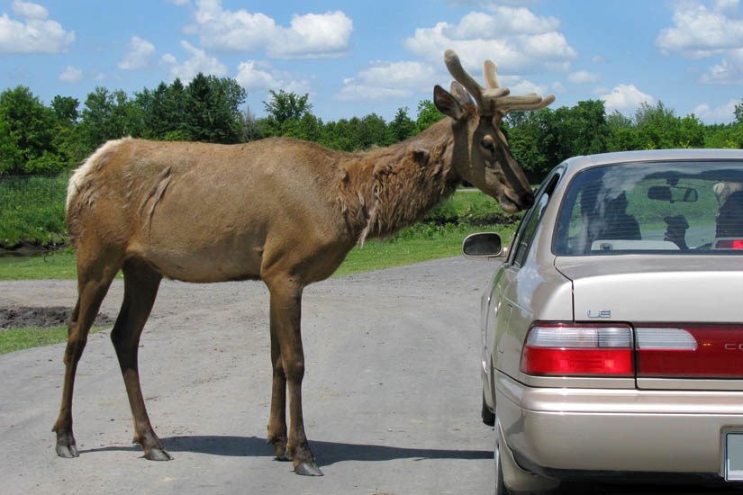 Bull Cervus canadensis (wapiti); bull, beside a typical saloon car for scale. Parc Safari, Hemmingford, Québec. June 2012.