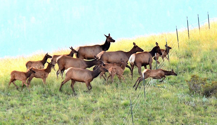 Cows Cervus canadensis (wapiti); cows (hinds) and calves,jumping a fence. Valles Caldera, New Mexico, USA. August 2014.