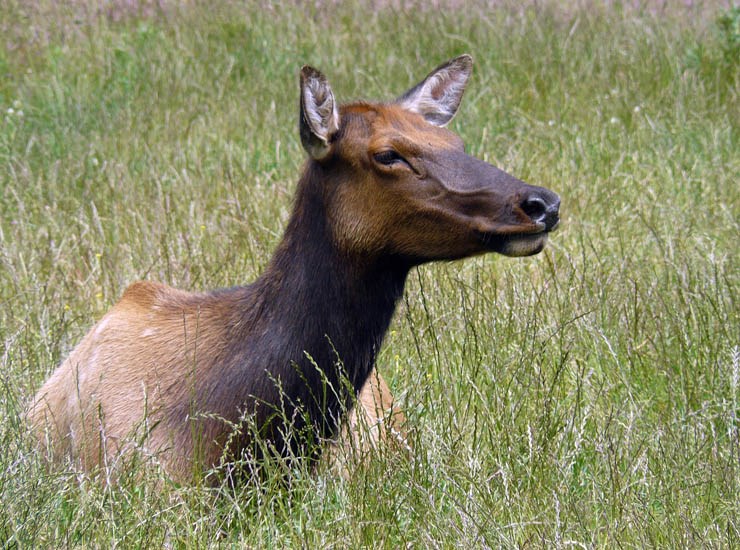Cow Cervus canadensis (wapiti); cow, of the ssp. roosevelti. Prairie Creek, Redwoods State Park, California, USA. June 2011.