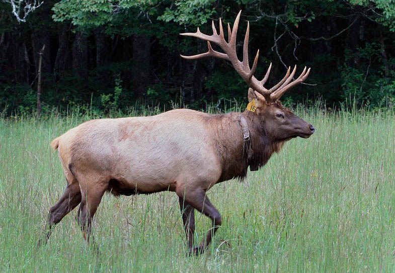 Translocated bull Cervus canadensis (wapiti); this bull is part of a herd which was translocated to the Cataloochee Valley of the Great Smoky Mountains National Park in 2001. Note ear-tag and radio collar. North Carolina, USA. September 2009.