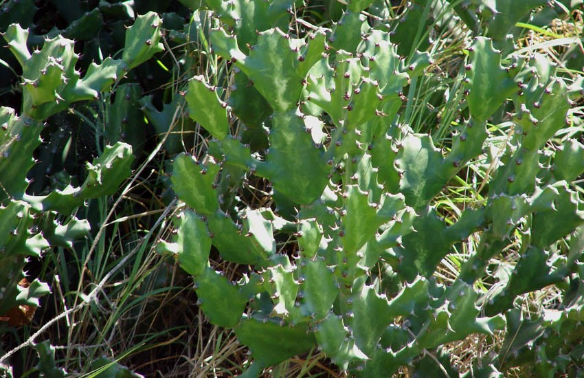 Habit Euphorbia lactea (mottled spurge); habit. Old Kaumalapau Hwy, Lanai, Hawaii, usa. April 2007.
