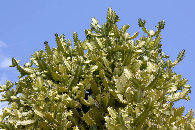 Habit Euphorbia lactea (mottled spurge); habit, as an ornamental. Calle La Calera in Playa Blanca, Yaiza, Lanzarote, Canary Islands. March 2011.