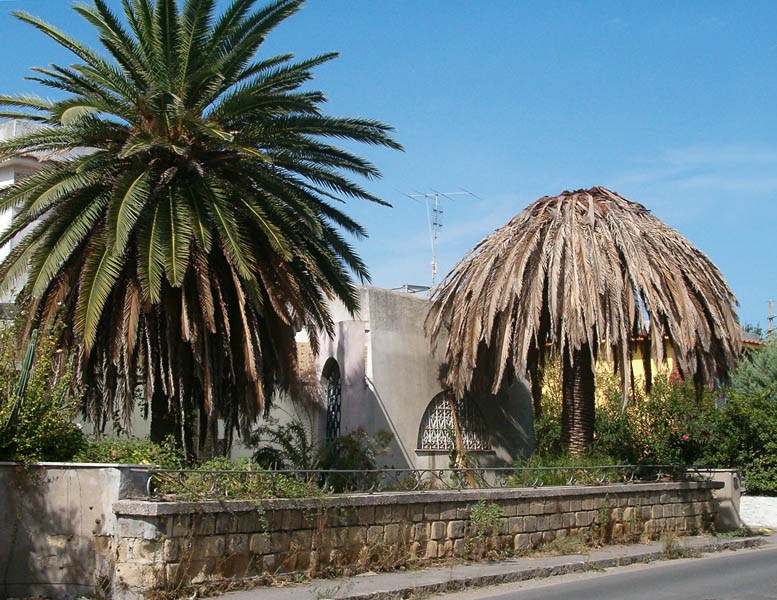 Damage symptoms Rhynchophorus ferrugineus (red palm weevil); damage symptoms. Two palm trees in a private garden, the one on the right killed by R. ferrugineus. Naples, municipality of Bacoli, Fusaro town, Italy. September 2007.