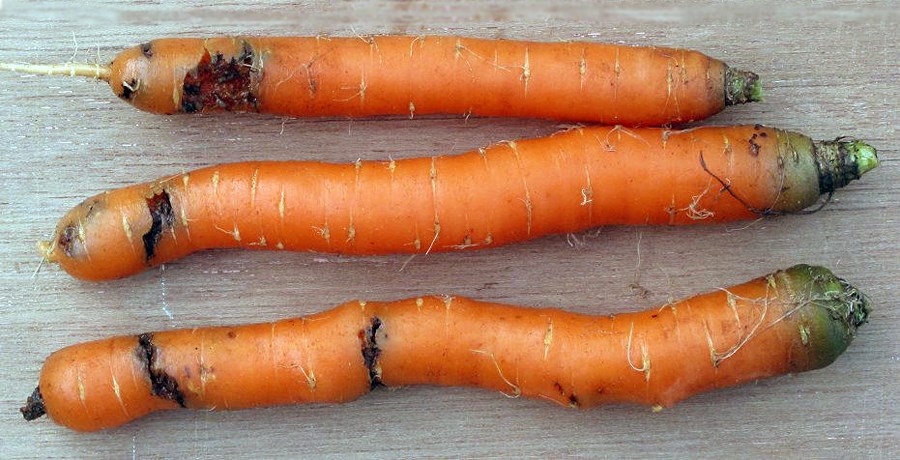 Damage symptoms Psila rosae (carrot root fly); damage symptons on carrots, and a late infestation. Amsterdam, The Netherlands. October 2004.