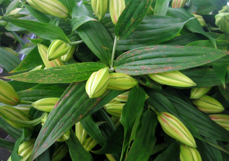 Symptoms Plantago asiatica mosaic virus (PlAMV); Symptoms. Unsaleable lily stem showing foliar and bud necrosis induced by the virus infection.