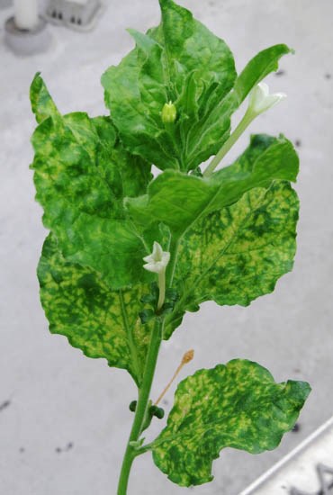 Symptoms Plantago asiatica mosaic virus (PlAMV); Symptoms. Nicotiana benthamiana showing systemic mosaic induced by the virus infection.