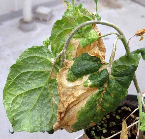 Symptoms Plantago asiatica mosaic virus (PlAMV); Symptoms. Nicotiana benthamiana showing foliar and veinal necrosis induced by the virus infection.