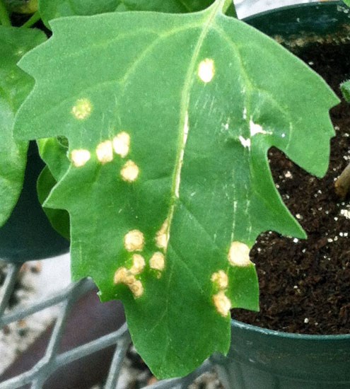 Symptoms Plantago asiatica mosaic virus (PlAMV); Symptoms. Chenopodium quinoa leaf showing local papery necrotic local lesions induced by the virus infection.