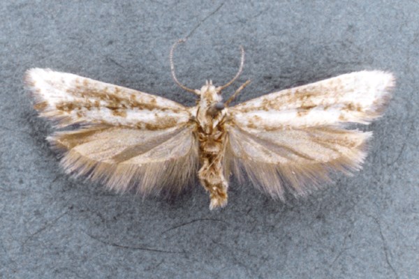 Adult moth of P. oleae (Museum set specimen)