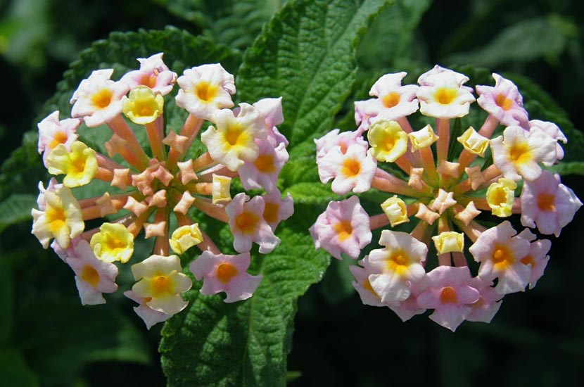 Flowers Lantana camara (lantana); flowers.