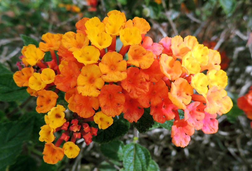Flowers Lantana camara (lantana); flowers.