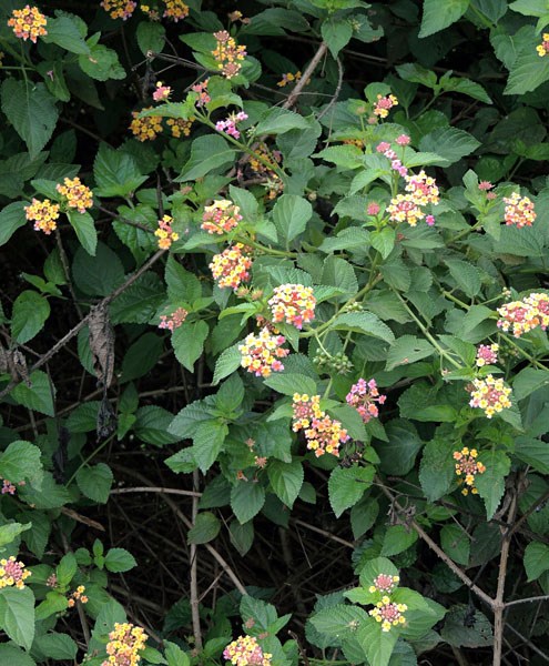 Habit Lantana camara (lantana); habit, showing flowers and foliage, as well as the thorny stems.