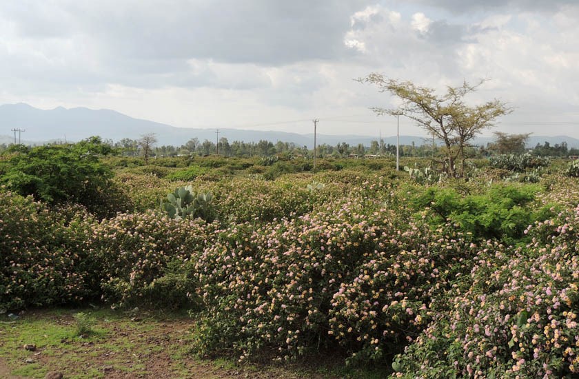 Invasive habit Lantana camara (lantana); invasive habit. Ethiopia. July 2014.