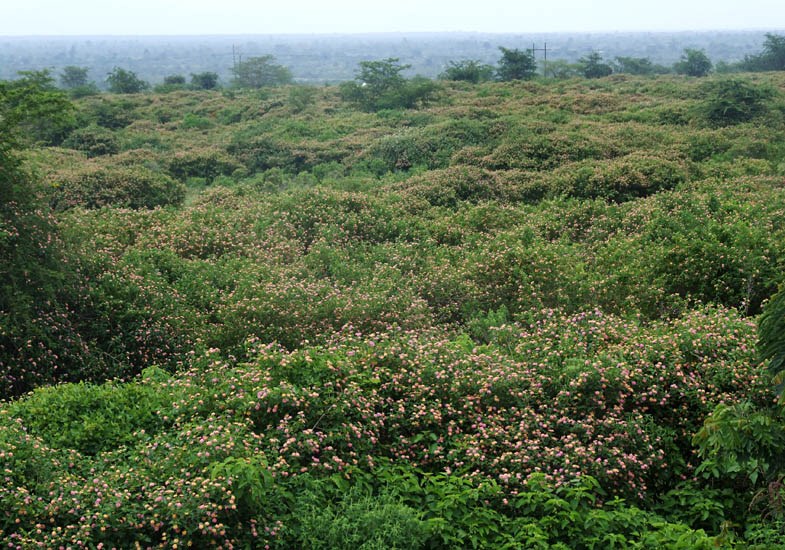 Invasive habit. Lantana camara (lantana); invasive habit, on the edge of the Queen Elizabeth National Park, Uganda. January 2005.