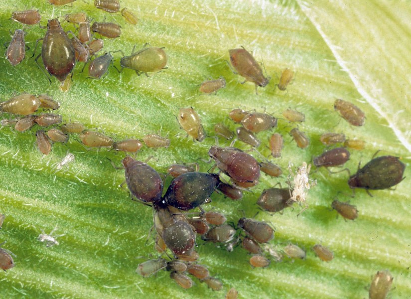 Adults and nymphs Rhopalosiphum maidis (green corn aphid); adults and nymphs.