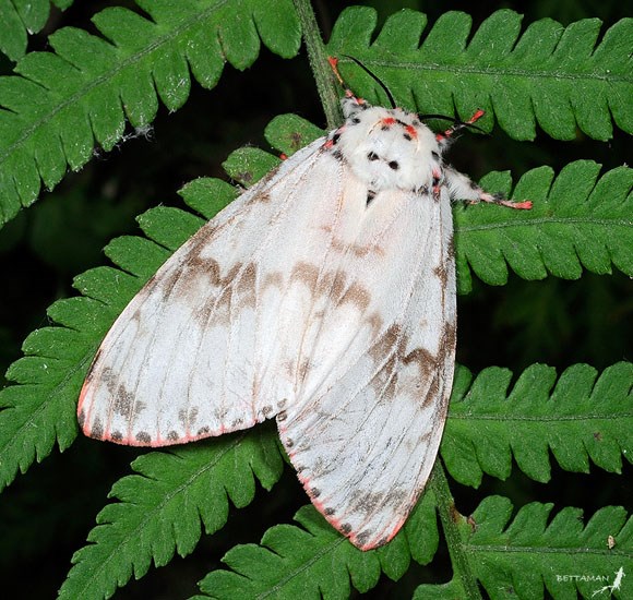 Female Lymantria mathura (pink gypsy moth); adult female of ssp. subpallida. Siianjiyan, Jingmei, Taipei City, Taiwan March 2010.