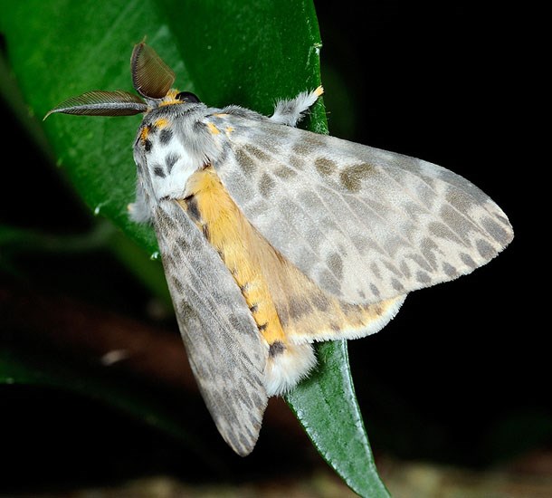 Male Lymantria mathura (pink gypsy moth); adult male of ssp. aurora. Siianjiyan, Jingmei, Taipei City, Taiwan. August 2009.