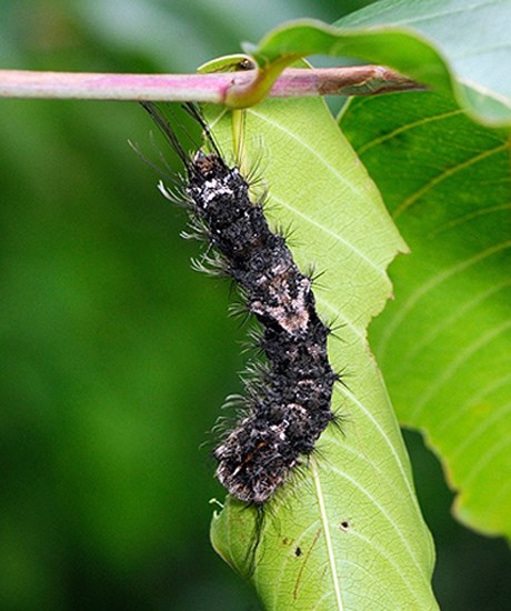 Larva Lymantria mathura (pink gypsy moth); final instar larva of ssp subpallida. Baling, Taoyuan County, Taiwan. May 2008.