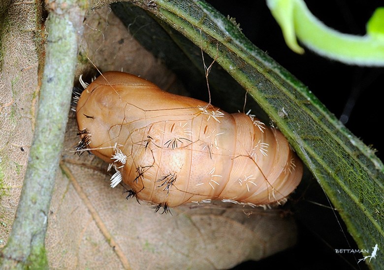 Pupa Lymantria mathura (pink gypsy moth); pupa of ssp subpallida. Sun-Moon Lake, Nantou County, Taiwan. July 2009.